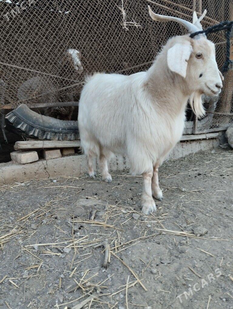 geçi - Бузмеин - img 1