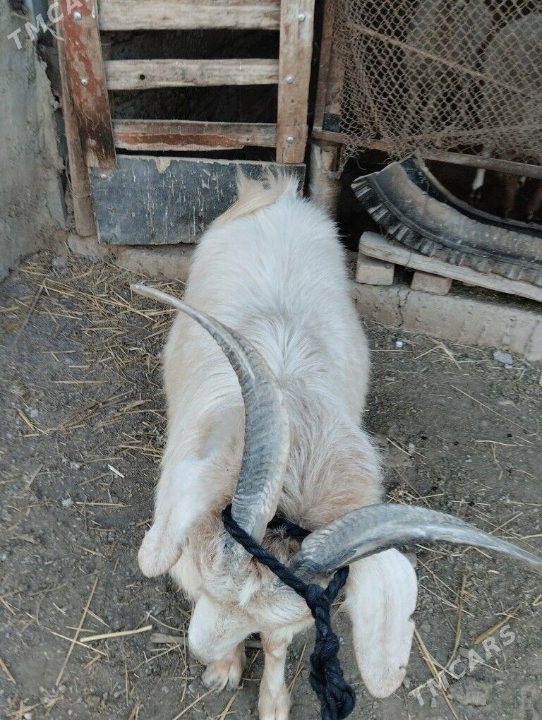 geçi - Бузмеин - img 4