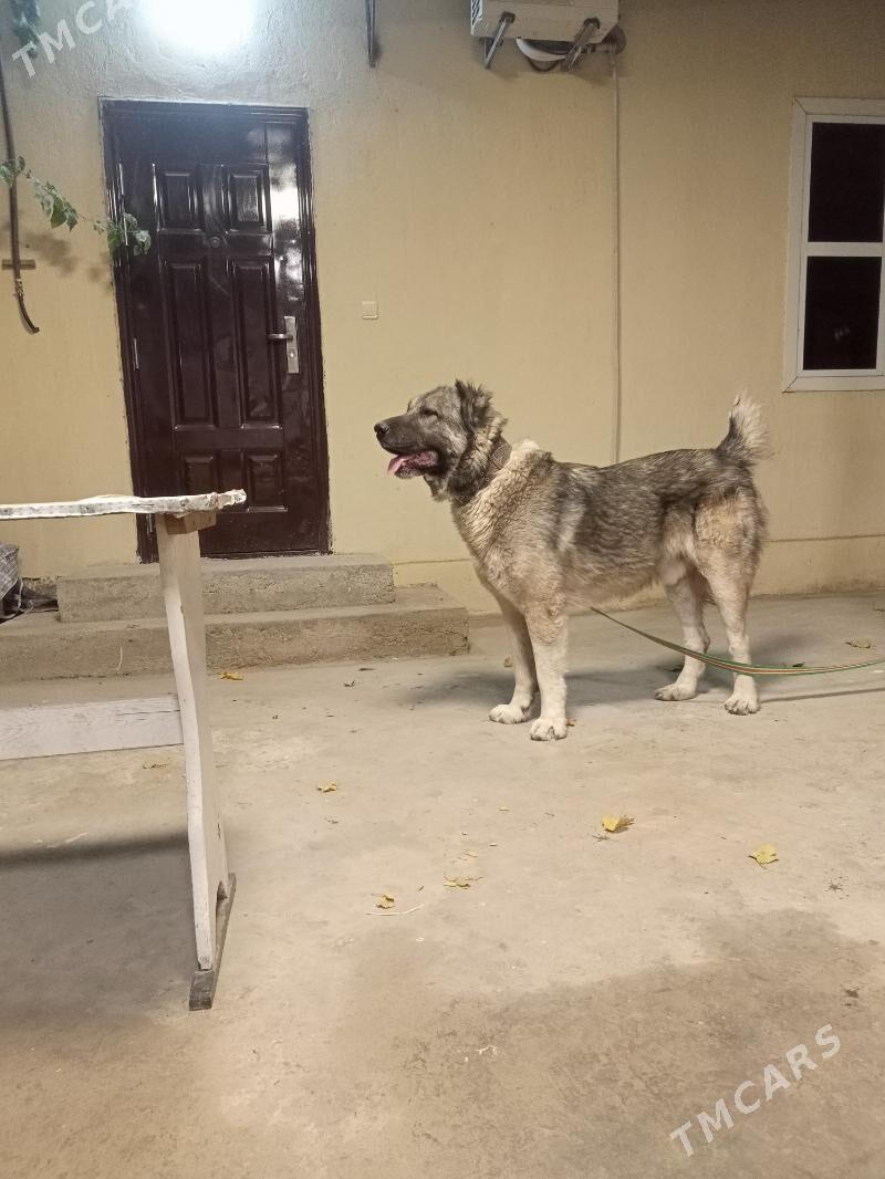 Alabay turkmen it - Ашхабад - img 1