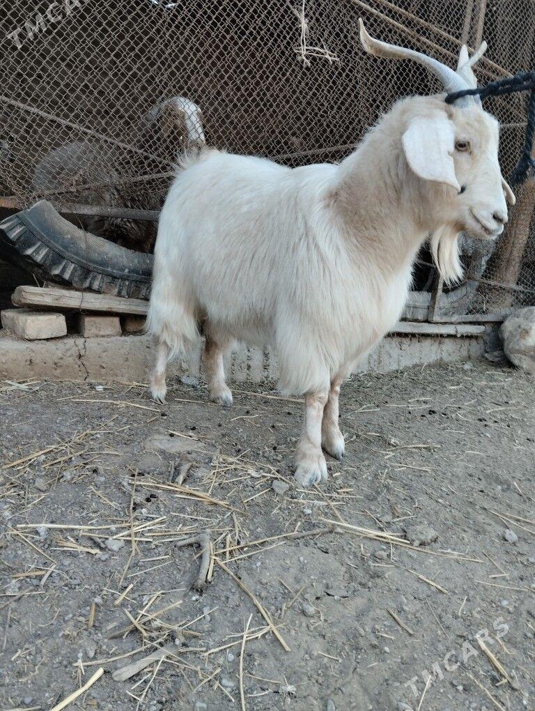 geçi - Бузмеин - img 5