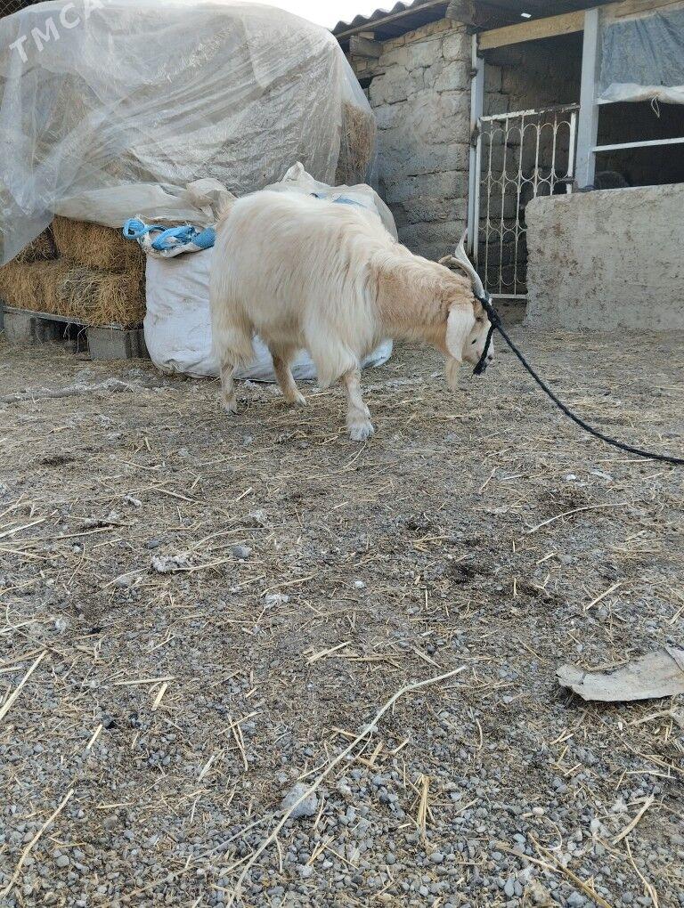 geçi - Бузмеин - img 2