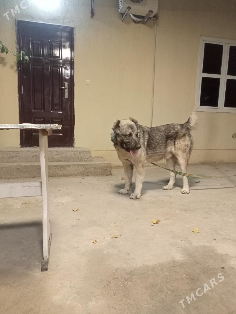 Alabay turkmen it - Aşgabat - img 3