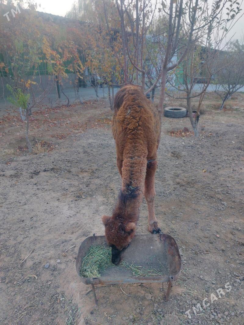 Torum - Aşgabat - img 1