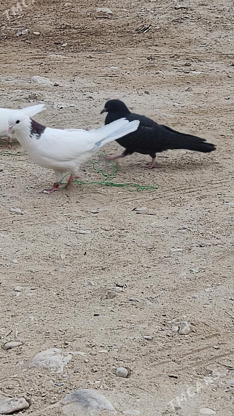 kepderi - Balkanabat - img 1