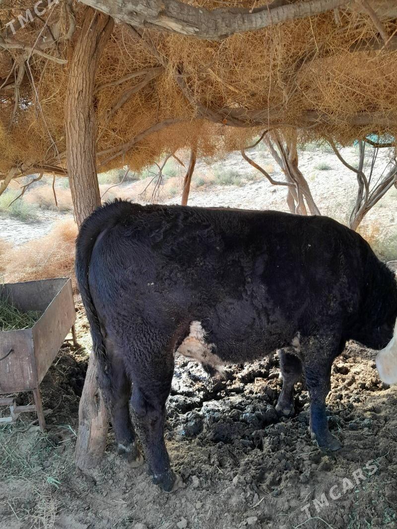 Okuz - Gökdepe - img 1