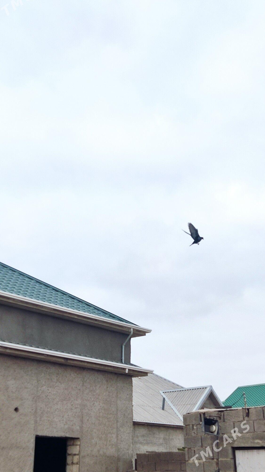 kepderi - Балканабат - img 3