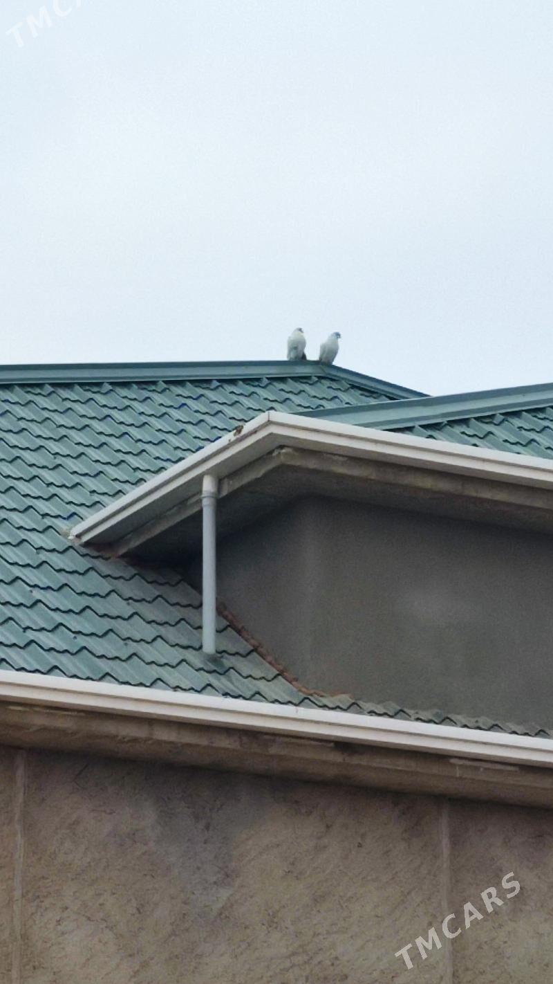 kepderi - Балканабат - img 5