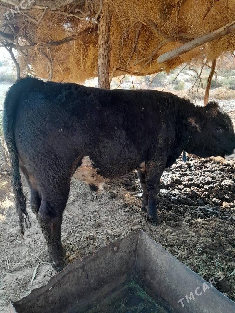 Okuz - Гёкдепе - img 6