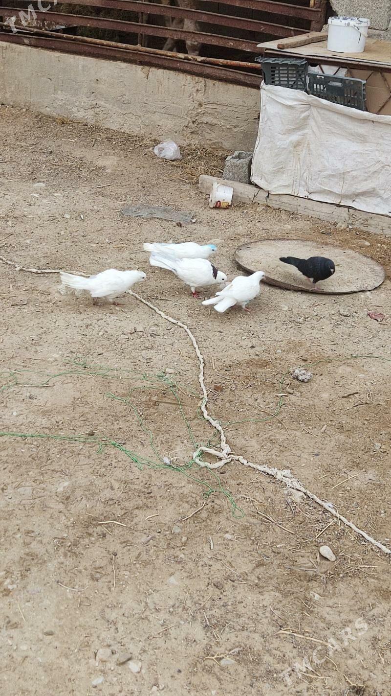 kepderi - Балканабат - img 2