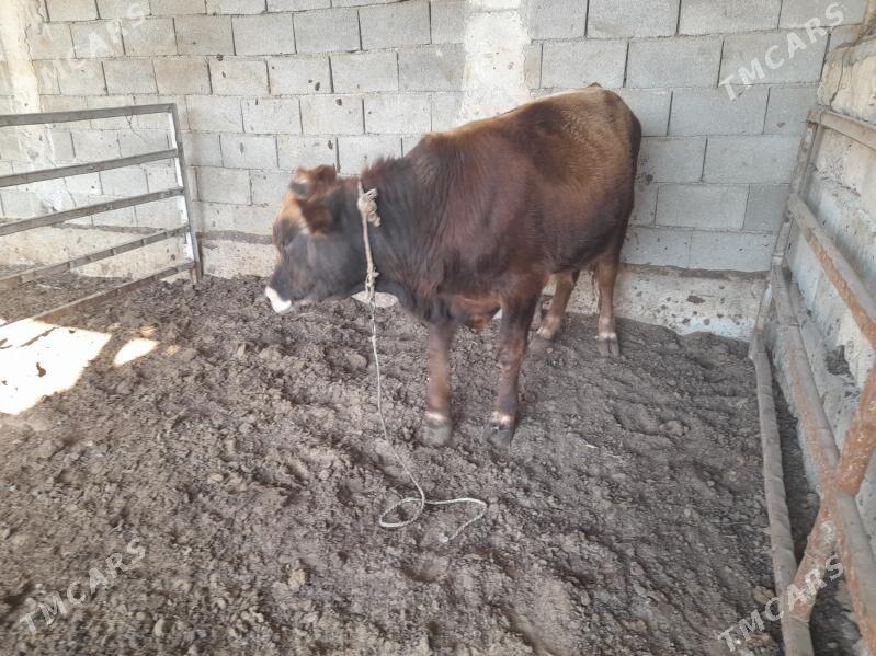 ökuz - Анев - img 6