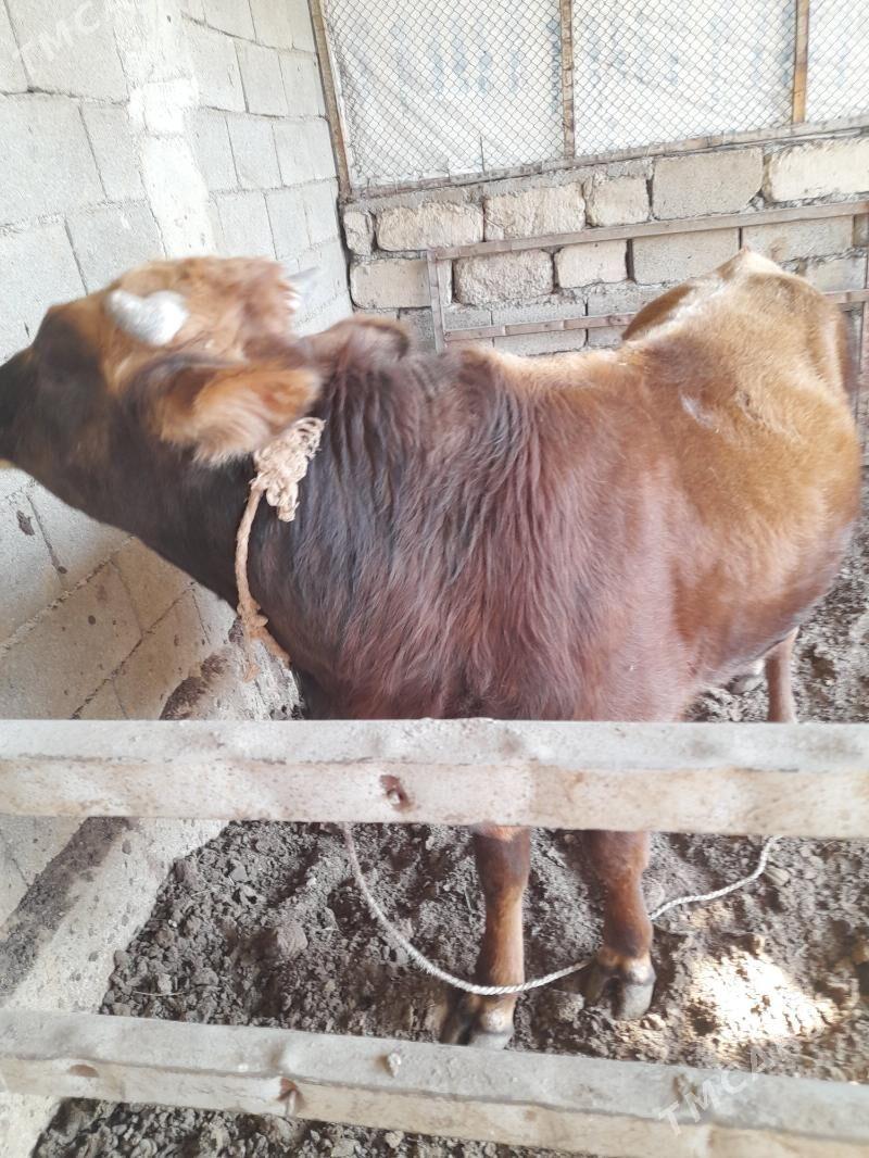 ökuz - Анев - img 4