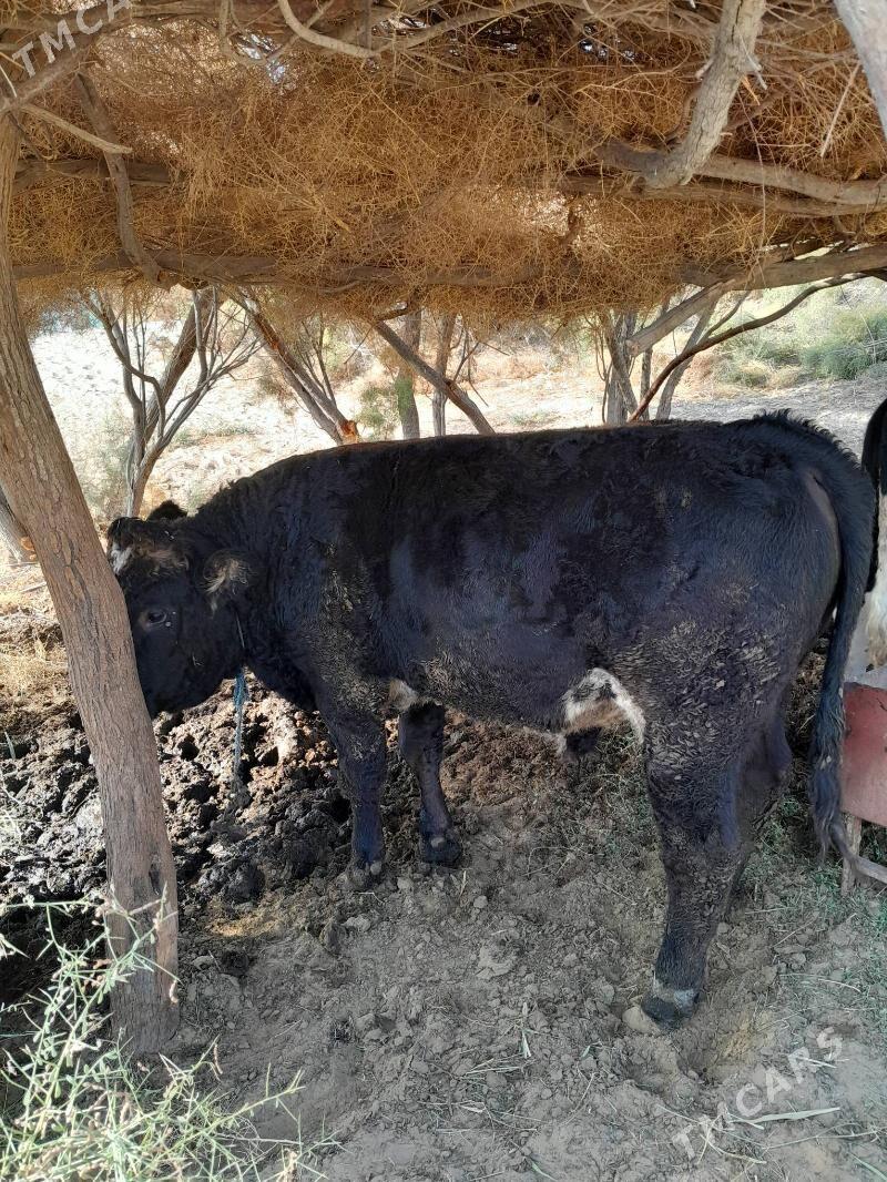 Okuz - Гёкдепе - img 4