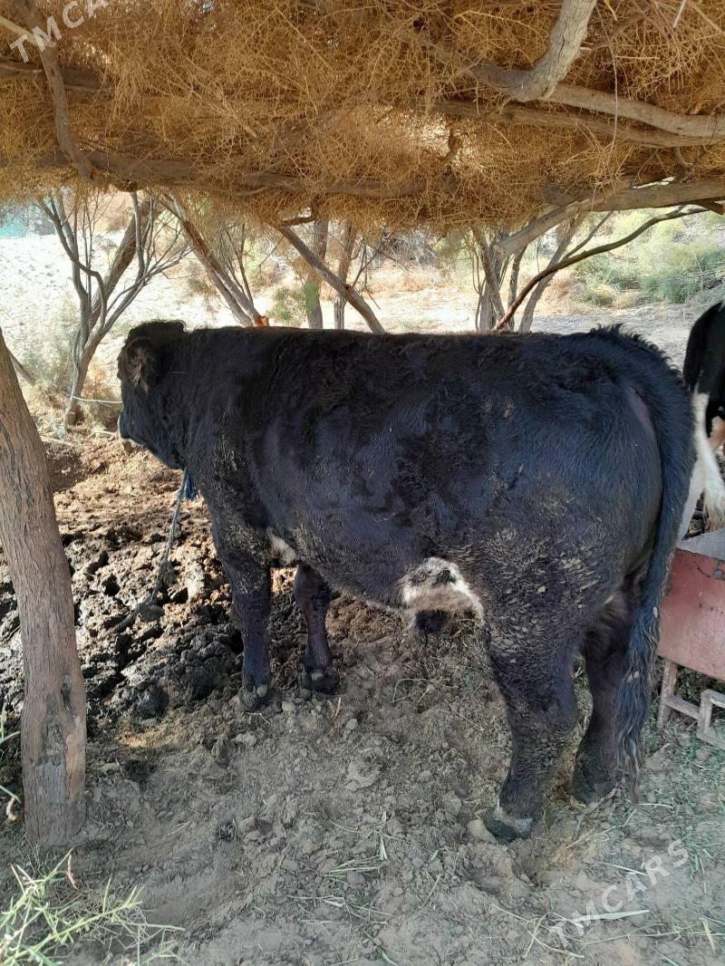 Okuz - Гёкдепе - img 3