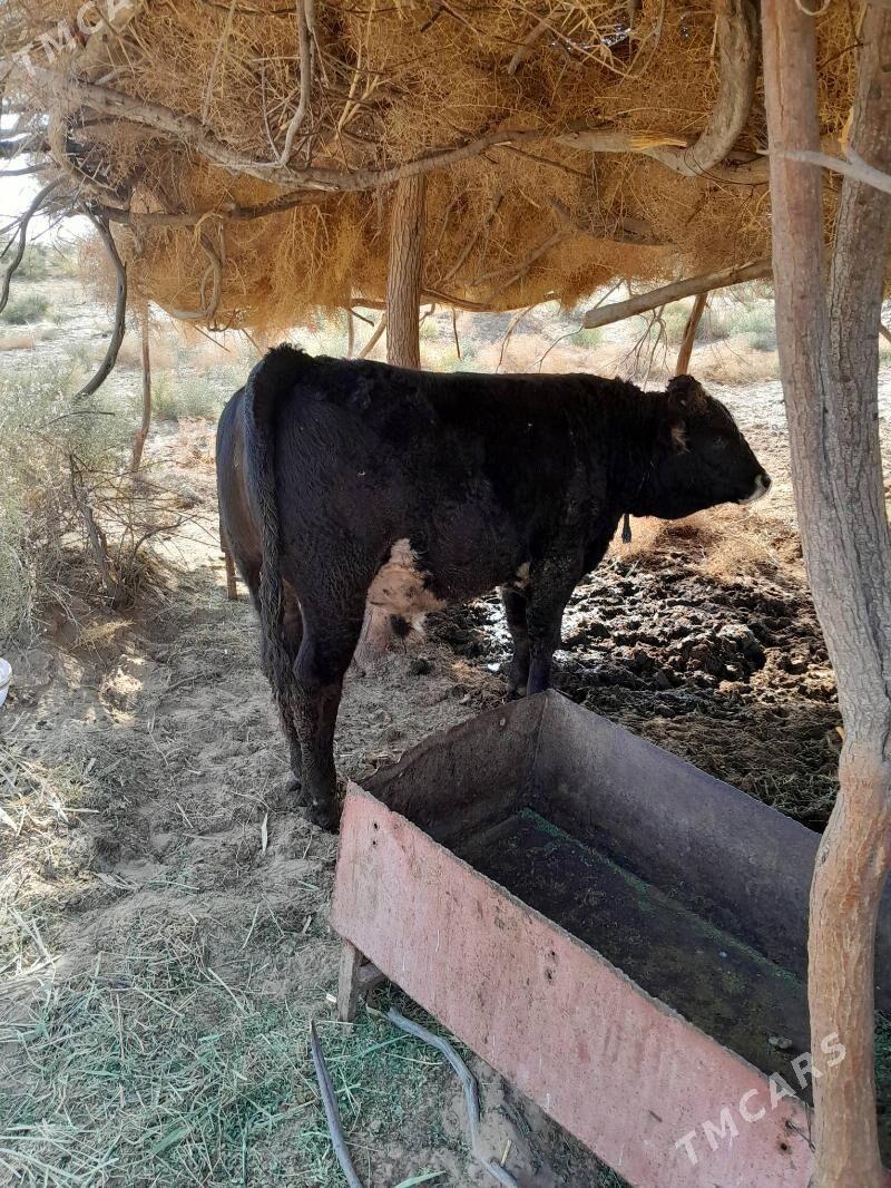 Okuz - Гёкдепе - img 8