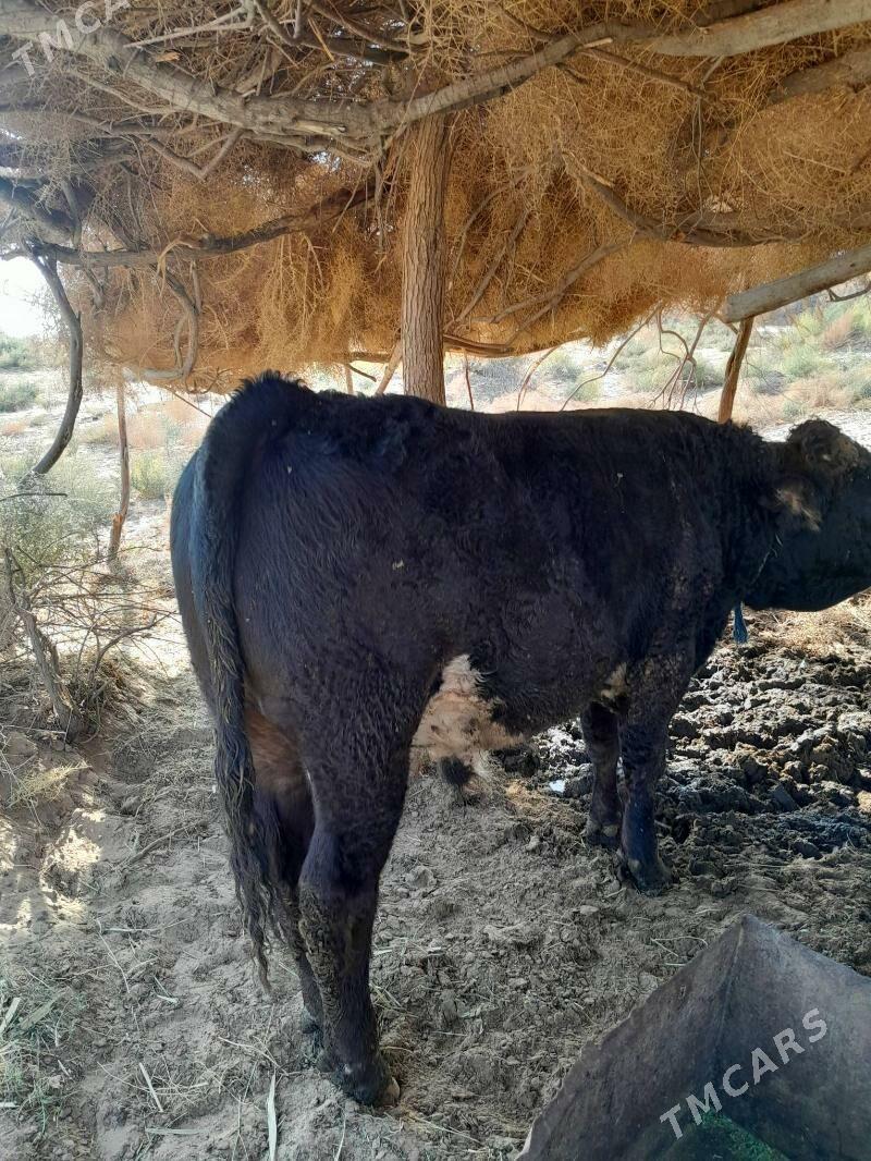 Okuz - Гёкдепе - img 5