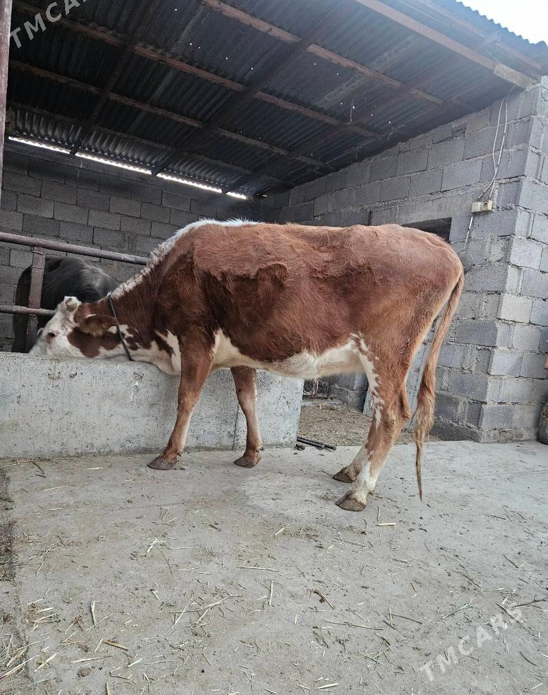 goleli sygyr - Gökdepe - img 2