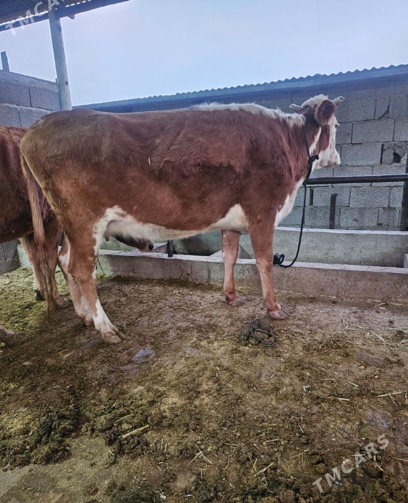 goleli sygyr - Gökdepe - img 1