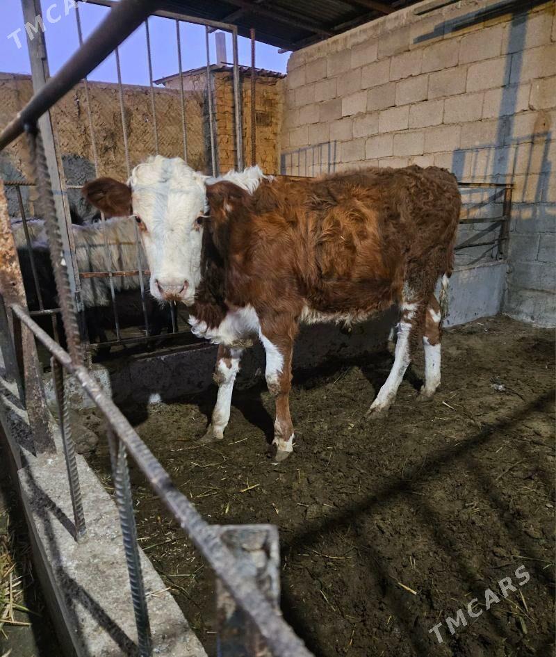 goleli sygyr - Gökdepe - img 5