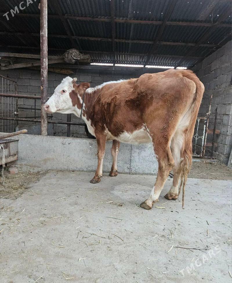 goleli sygyr - Gökdepe - img 3