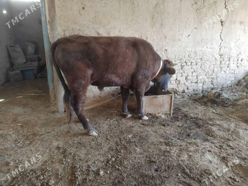 Öküz - Мары - img 3