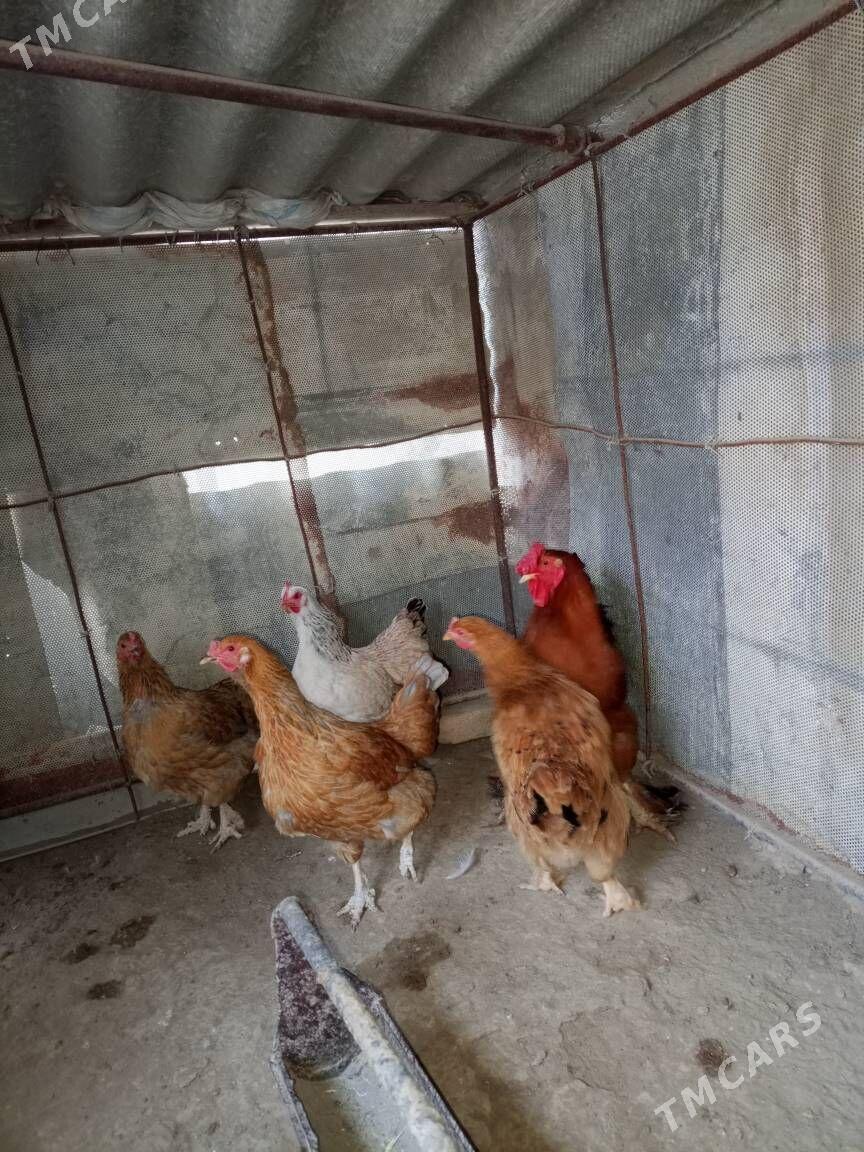 Towuk - Гумдаг - img 3