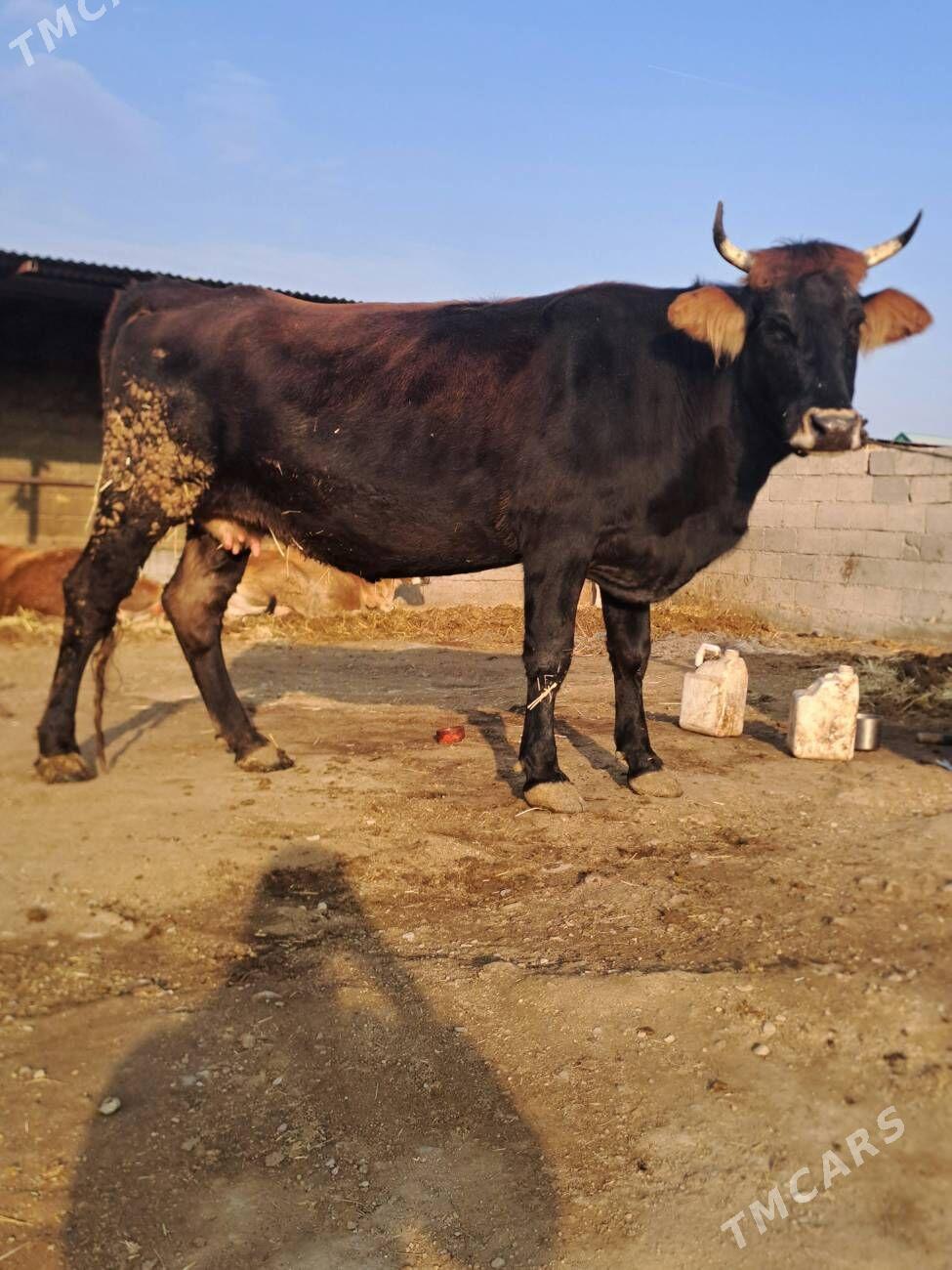 bogaz sygyr - Бахарден - img 1