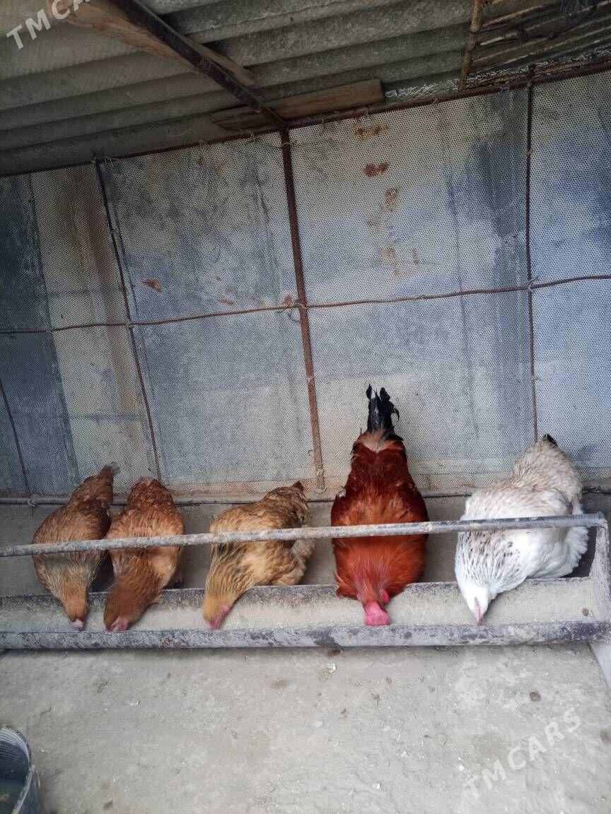 Towuk - Гумдаг - img 2