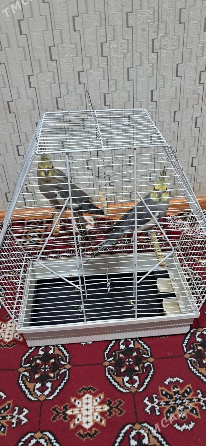 Попугай Карелла - Байрамали - img 2