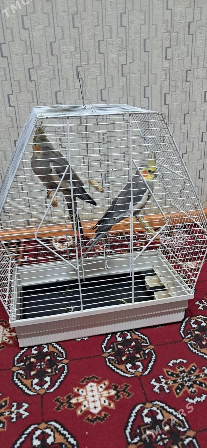 Попугай Карелла - Байрамали - img 1