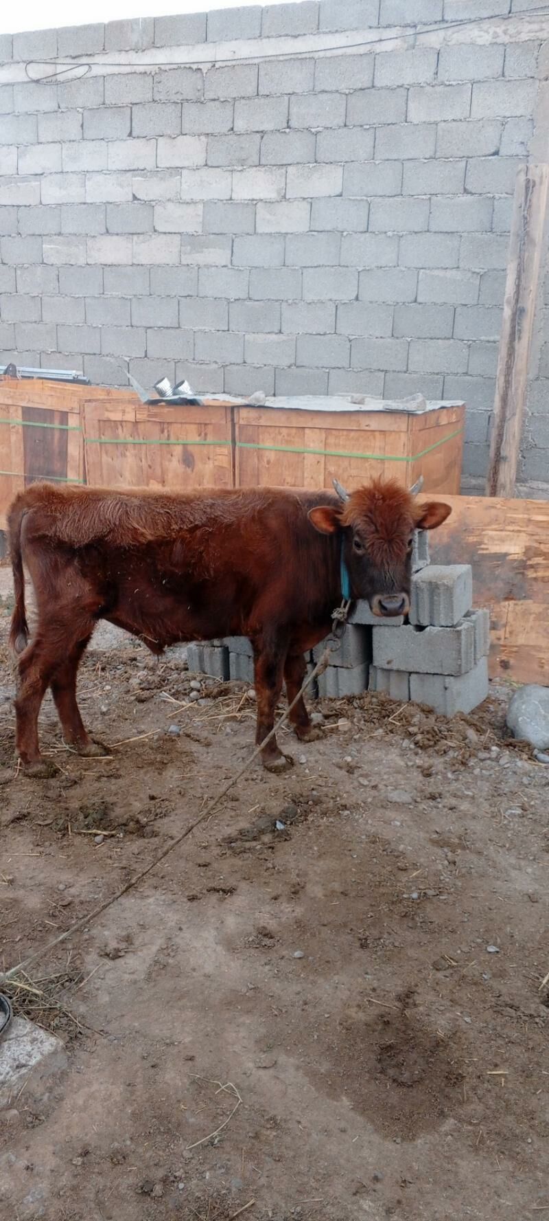 Gole - Кипджак - img 2