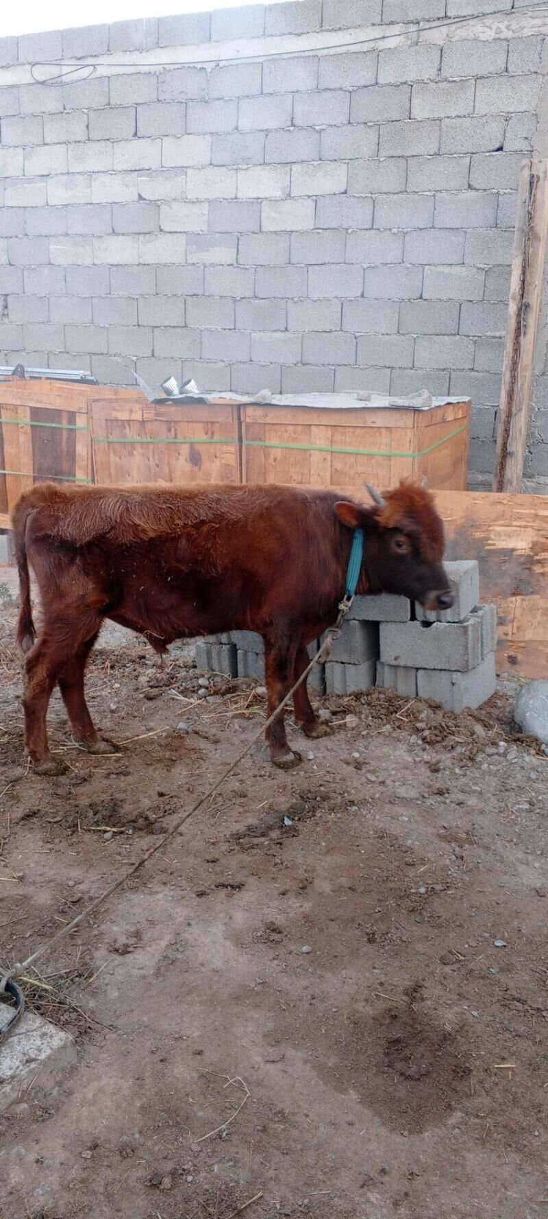 Gole - Кипджак - img 3