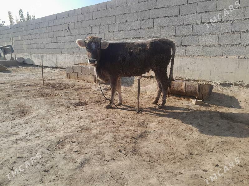 tuwe - Bäherden - img 3