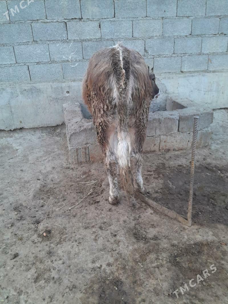 tuwe - Бахарден - img 1