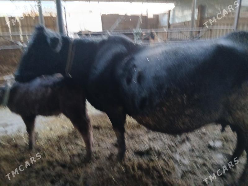 Sygyr - Фарап - img 1