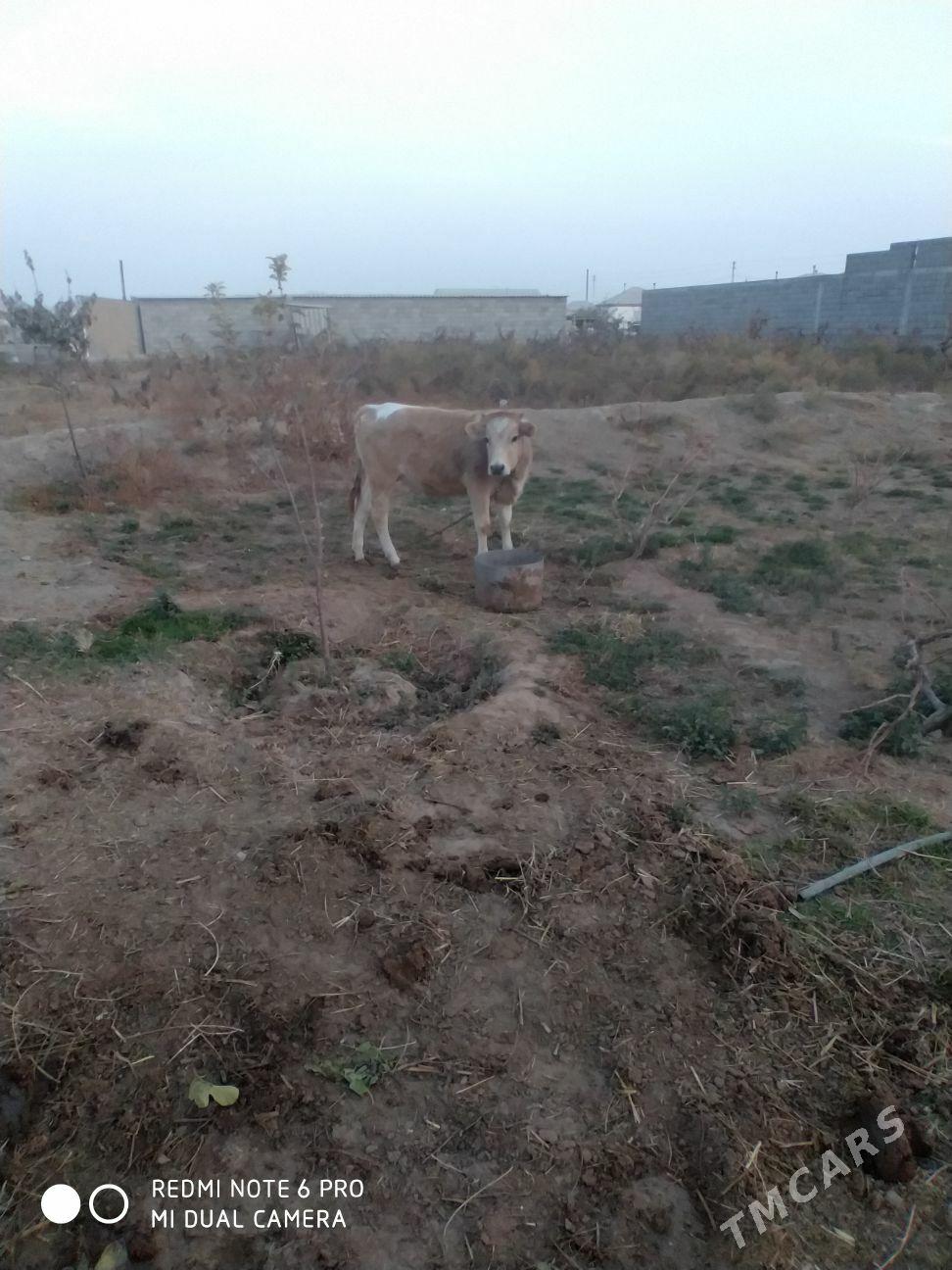 tuwe - Gökdepe - img 3