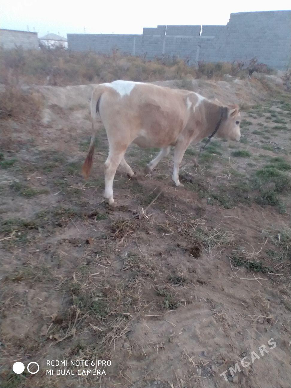 tuwe - Gökdepe - img 5