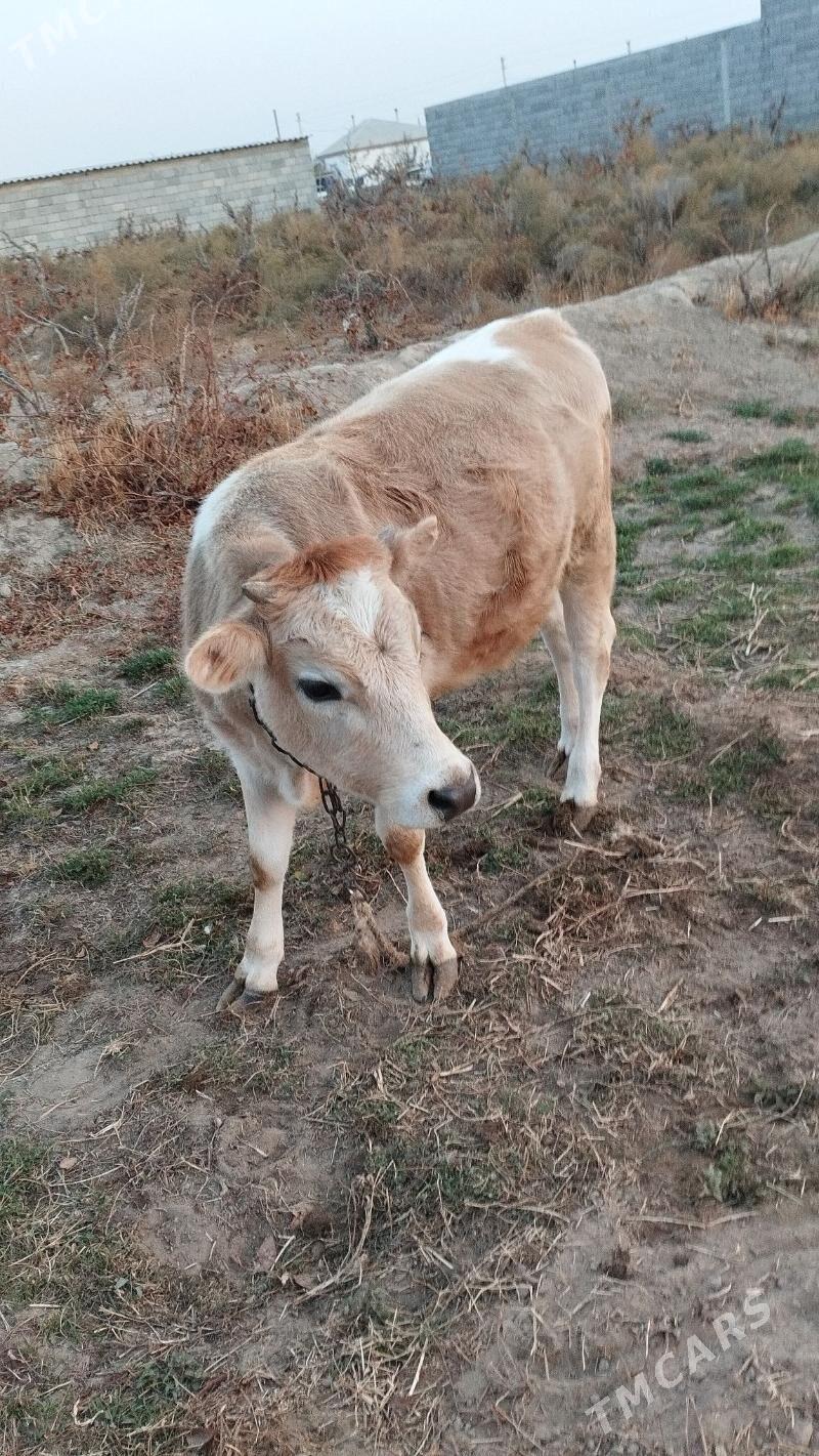 tuwe - Гёкдепе - img 1