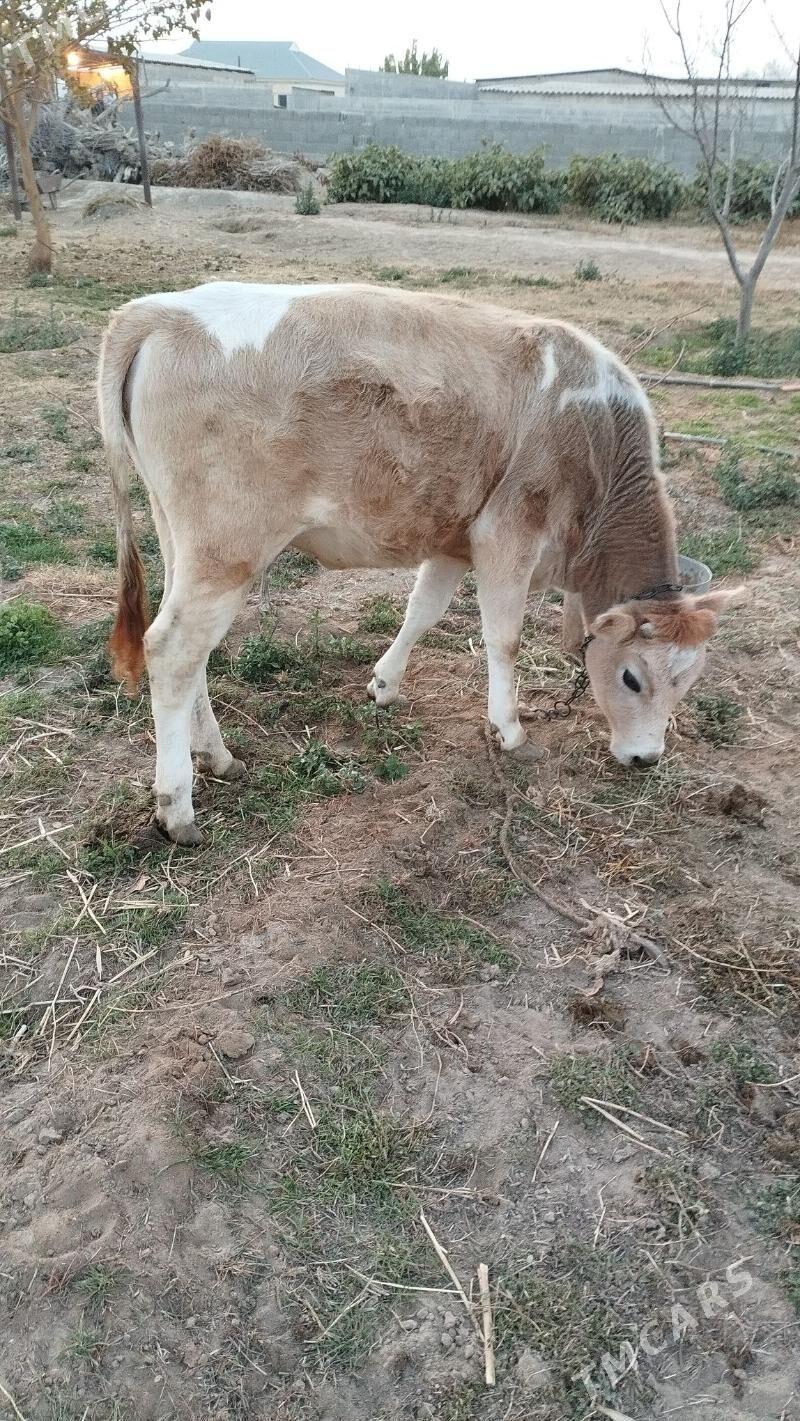 tuwe - Gökdepe - img 2