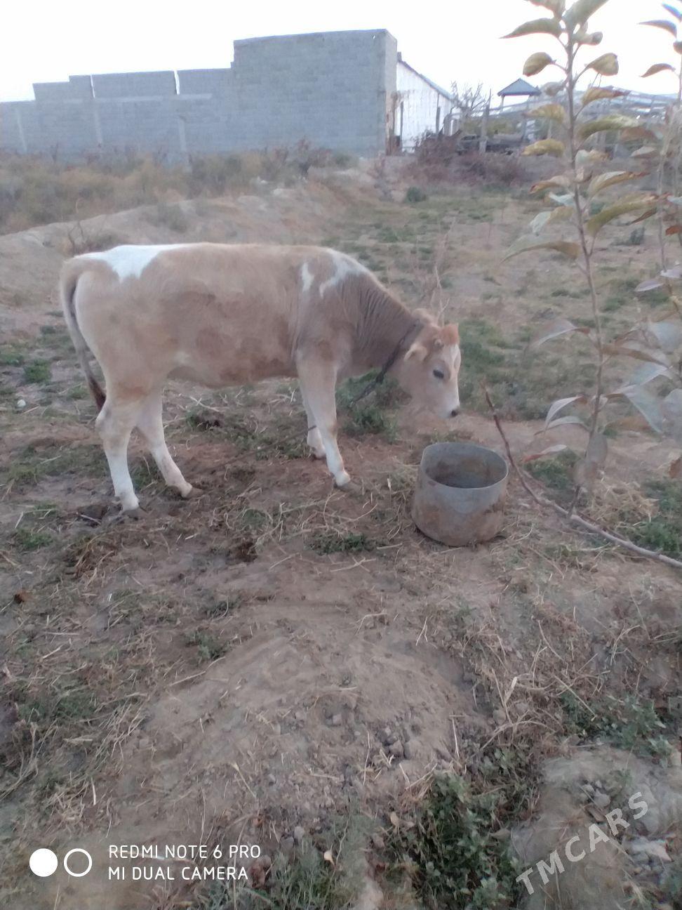 tuwe - Gökdepe - img 4