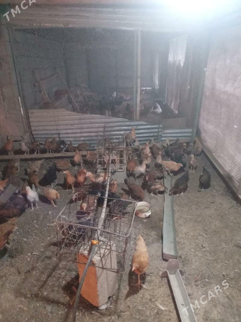 juyje - Ашхабад - img 2