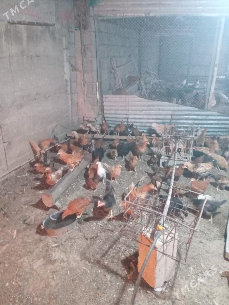 juyje - Ашхабад - img 1