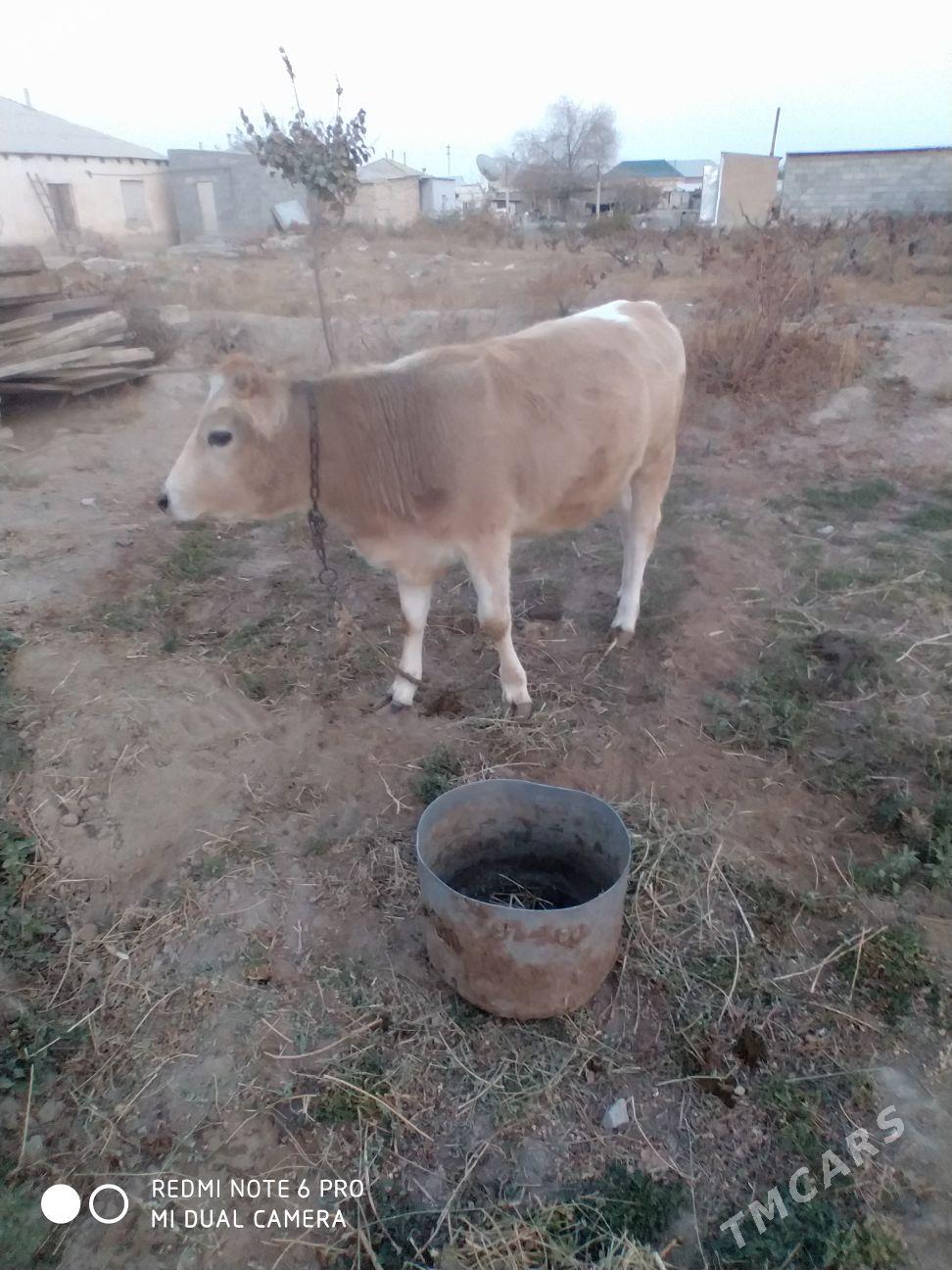 tuwe - Gökdepe - img 7