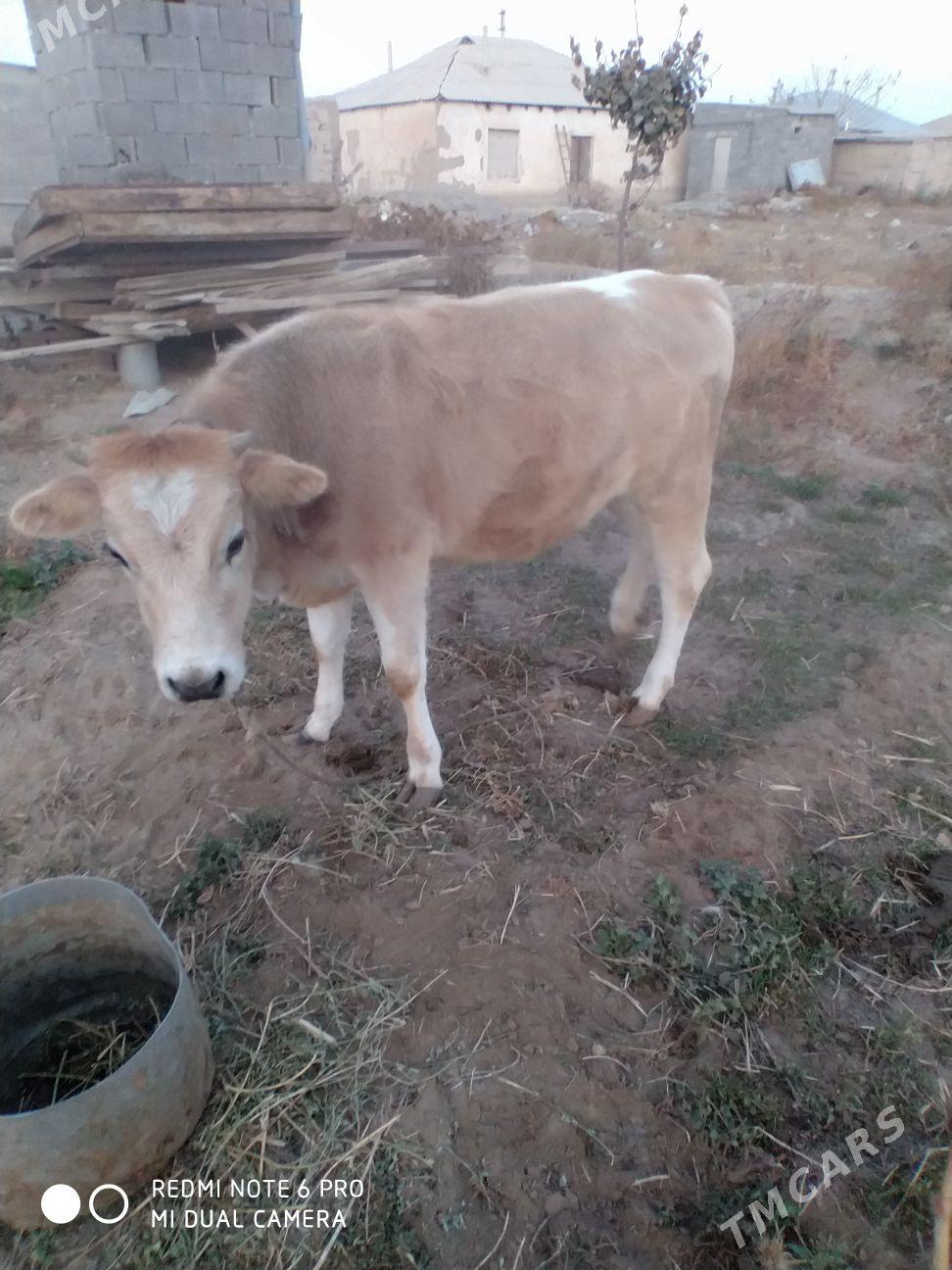 tuwe - Gökdepe - img 6