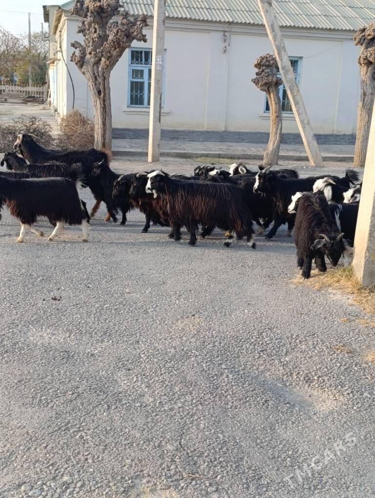 ÇEWİŞ - Хитровка - img 4