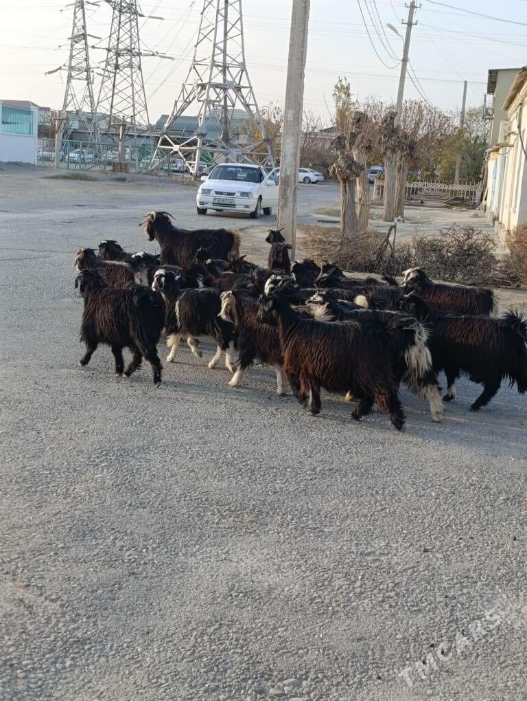 ÇEWİŞ - Хитровка - img 3