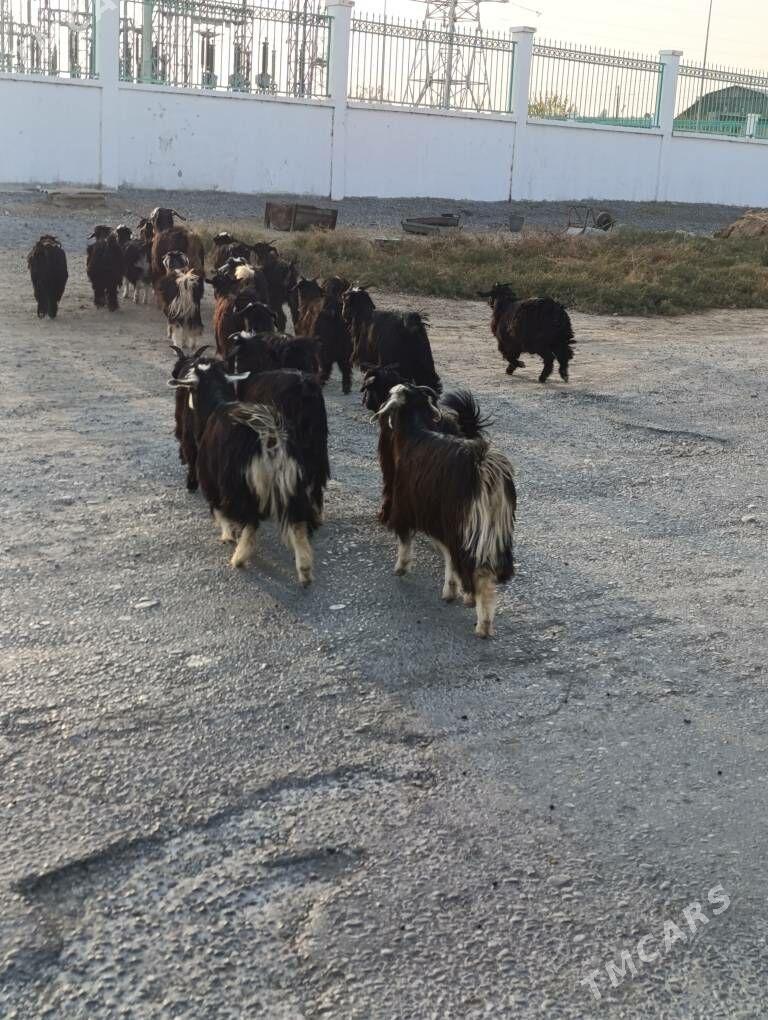 ÇEWİŞ - Хитровка - img 2