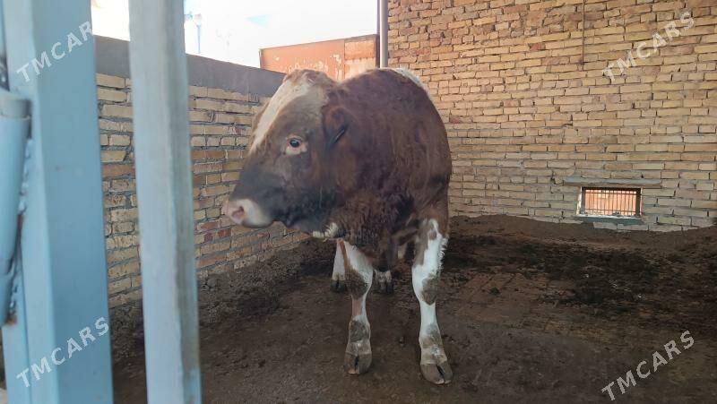 Simentall - Туркменабат - img 6