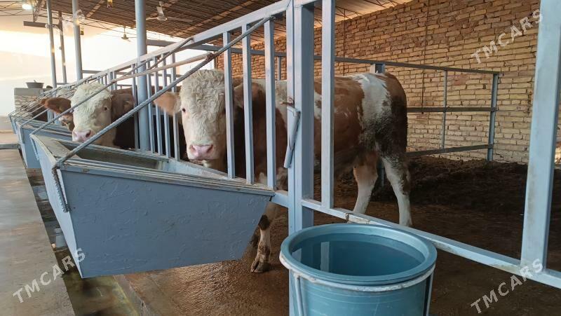 Simentall - Туркменабат - img 4