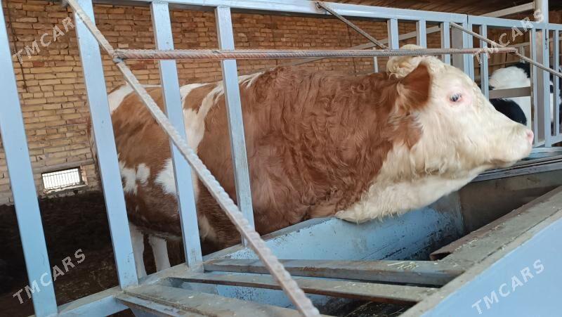 Simentall - Туркменабат - img 9