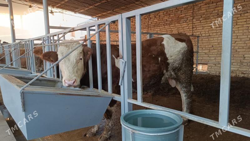 Simentall - Туркменабат - img 3